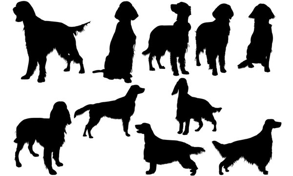 Irish Setter Dog svg files cricut,  silhouette clip art, Vector illustration eps, Black Dog  overlay