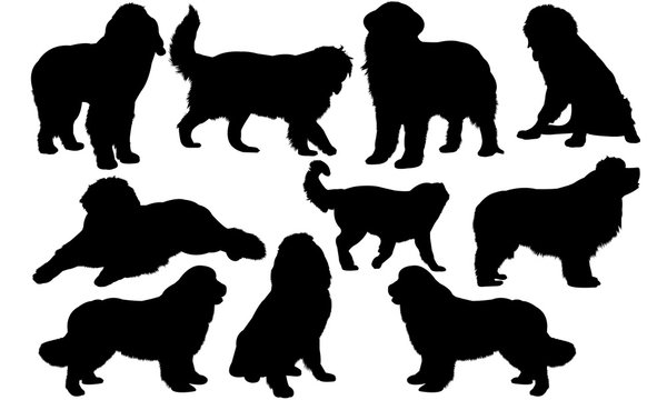 Newfoundland Dog svg files cricut,  silhouette clip art, Vector illustration eps, Black Dog  overlay