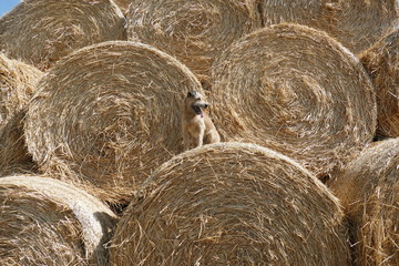 dog in the hay