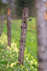 Meadow fence with thorn wire