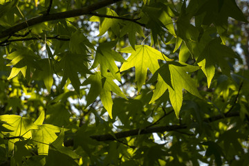 Dark green leaves of Liquidambar styraciflua, Ambeer tree against the blue sky in focus edged with blurred green leaves in sunlight. Nature concept for design