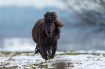 Black pony galloping across snowy paddock