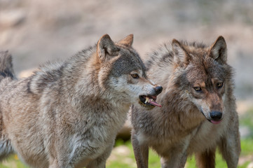 Grey wolf showing bare teeth to subordinate wolf