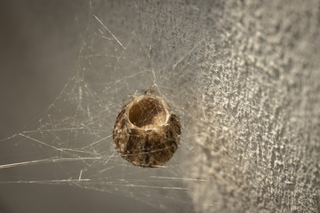 Cocoon or Egg Case of Wasp Spider Argiope Bruenichii. Daylight sunlight.