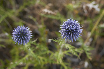 Echinops ritro