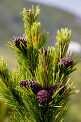 Bergkiefer mit Zapfen