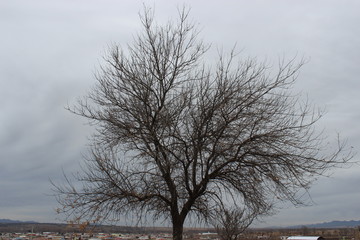 árbol en invierno
