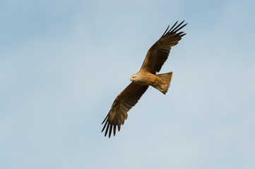 Fototapeta premium Red kite soaring through sky
