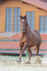 Horse running on training paddock