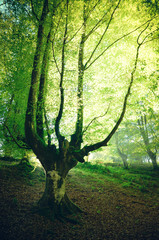 Naklejka premium magical forest for wallpaper