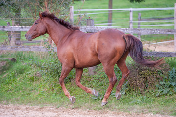 Horse galloping on fenced in training paddock