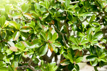 The leaves of Adenium with sunlight at noon.