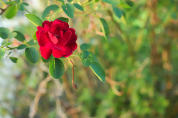 red rose in the garden