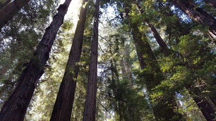 Backlit tall Redwood trees in a forest.