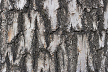 Brown tree bark close-up texture, background, natural abstract pattern