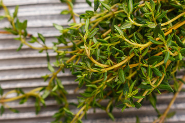 essential oil of thyme on a gray wooden rustic background