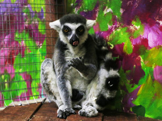  lemur, animal, mammal, madagascar, zoo, wildlife, fur, contact zoo, nature, wild, cute, striped, katta, tail, white, tail, view, eyes, black, animals, lemurs, sitting, child