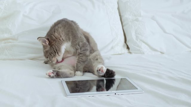 Cute cat licking itself and sitting next to the digital tablet PC.