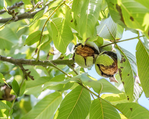 Walnut on the branch of the walnut tree falls out of the shell. - obrazy, fototapety, plakaty