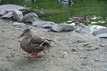 duck