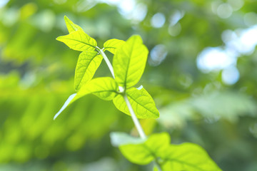 Fototapeta na wymiar Close up fresh leaf in morning sunlight on blurred greenery background