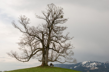 Big tree with resting hikers on bench enjoying  mointain view point