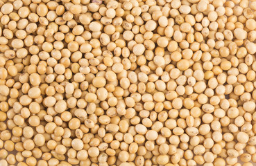 Dry soybeans - Glycine max. White background