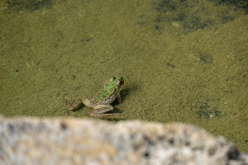 Toad