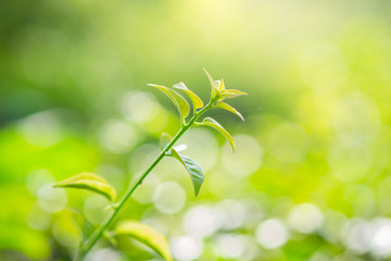 Obraz na płótnie Canvas Close up fresh leaf in morning sunlight on blurred greenery background