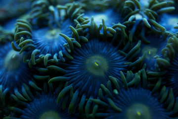 Fototapeta premium rozmycie niebieski okrągły miękki koral tło