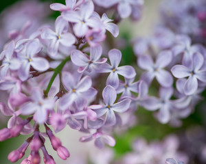 Fototapeta premium A branch of a lilac macro shot. Ветка сирени макросъемка.