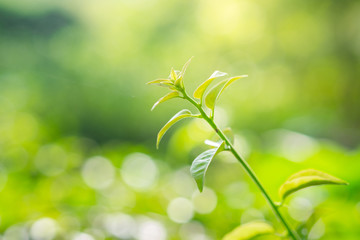 Close up fresh leaf in morning sunlight on blurred greenery background