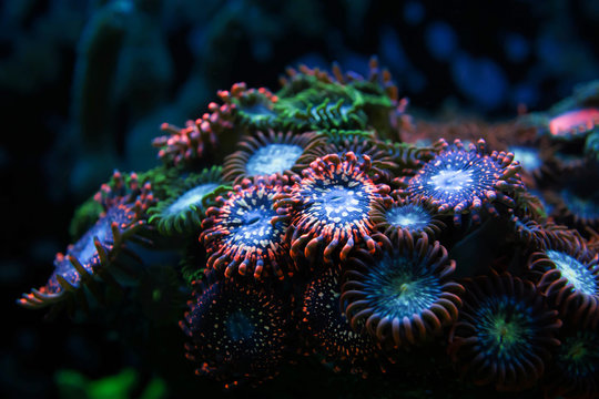blur red and blue round button corals background