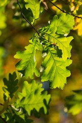 Autumn Oak Leaves on the Branches