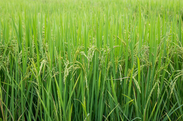 Rice field in the rural area of thailand