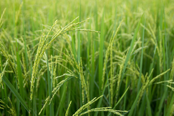 Fototapeta na wymiar Rice field in the rural area of thailand