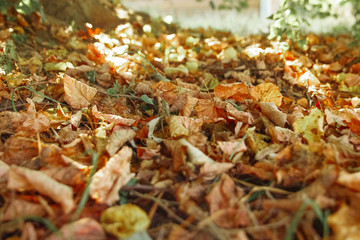 Colorful autumn leaves with forest blurred background. selective focus