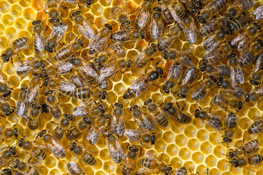 alv&eacute;ole de ruche et ses abeilles - reine