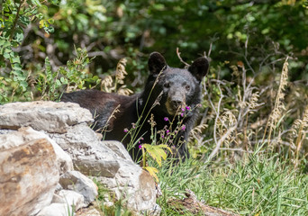 Black bear at Capulin Spring, Cibola National Forest, Sandia Mountains, New Mexico