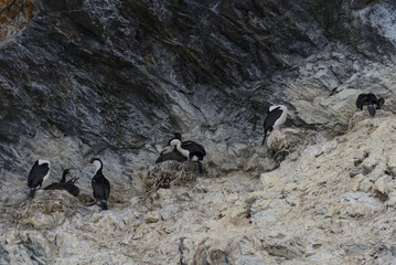 Blue-eyed Antarctic cormorant