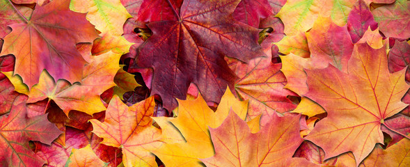 Naklejka na ściany i meble Yellow and red leaves. Autumn background.