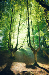 magical forest for wallpaper