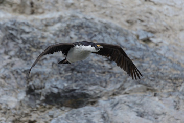 Blue-eyed Antarctic cormorant