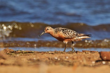 biegus rdzawy spacerujący brzegiem morza
