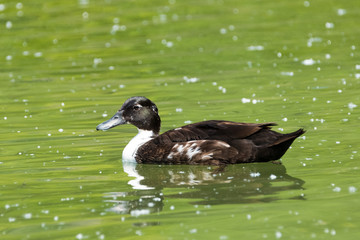 Canard de Duclair sur un étang