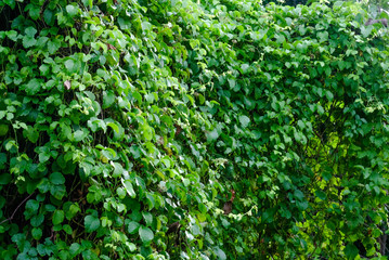 Morning leaves in the rainy season