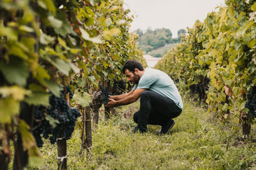 Sweet young tourist man walking around vineyards in Bordeaux, France. Harvest time of the grape....