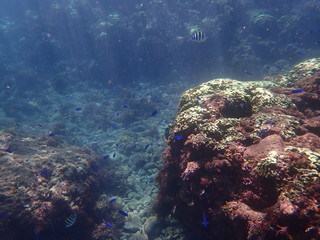 ヒリゾ浜の魚たち