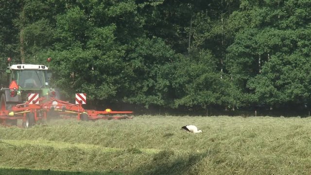 Farmer on tractor with rake attachment haying in grassland - collects cut hay into windrows for later collection. White Stork (ciconia ciconia) forages.