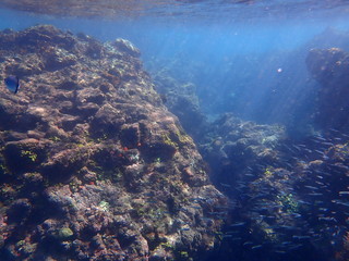 ヒリゾ浜の魚たち